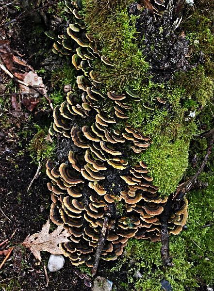 MG Winterwandeling_ (112).JPG